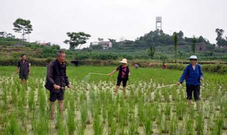 2015農村潛力種植創業項目推薦_懶人稻