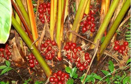 2015農村潛力種植創業項目推薦_貢山草果