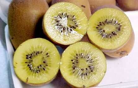 2015農村潛力種植創業項目推薦_黃肉獼猴桃