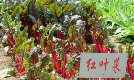 2015農村潛力種植創業項目推薦_紅葉菜