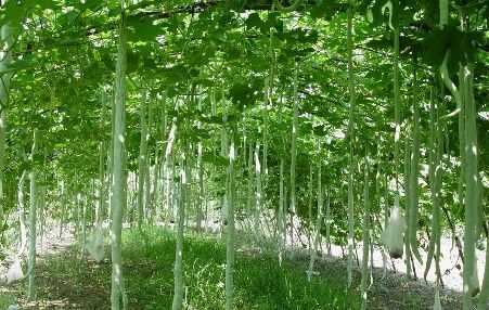 2015農村潛力種植創業項目推薦_蛇豆