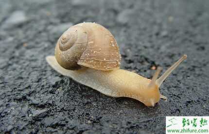 2015養(yǎng)蝸牛賺錢嗎？2015蝸牛養(yǎng)殖前景及市場價格分析