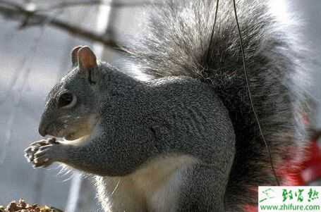 2015養松鼠賺錢嗎？2015松鼠養殖前景及市場價格分析