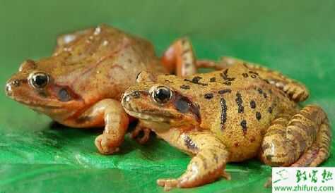 2015養林蛙賺錢嗎？2015林蛙養殖前景及市場價格分析
