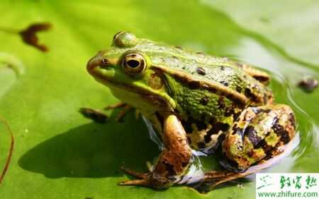 2015養青蛙賺錢嗎？2015青蛙養殖前景及市場價格分析