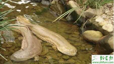 2015養娃娃魚賺錢嗎？2015娃娃魚養殖前景及市場價格分析