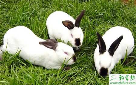 2015養獺兔賺錢嗎？2015獺兔養殖前景及市場價格分析