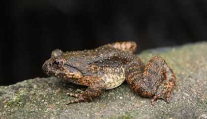 2015養石蛙賺錢嗎？2015石蛙養殖前景及市場價格分析