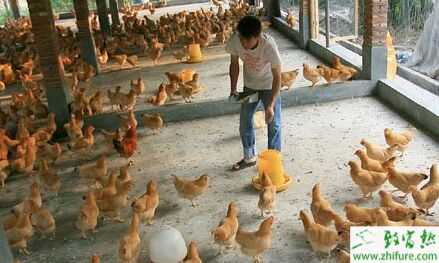 告別打工，去農(nóng)村創(chuàng)業(yè)商機無限！