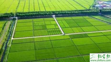 2015年農業發展趨勢