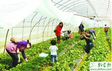 2015年農村農業(yè)致富從哪里入手?