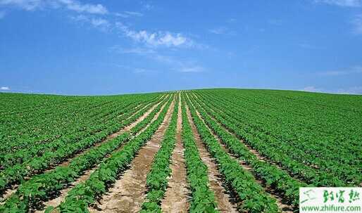 農村創業做什么?25個2015農村創業潛力項目推薦