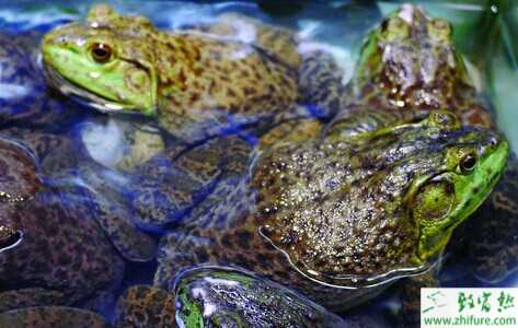  2015養牛蛙賺錢嗎？2015牛蛙養殖前景及市場價格分析