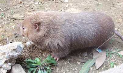 2015養(yǎng)竹鼠賺錢嗎？2015竹鼠養(yǎng)殖前景及市場價格分析