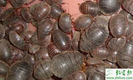 2015養土元賺錢嗎？2015土元養殖前景及市場價格分析