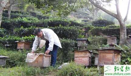 2015養(yǎng)蜂賺錢嗎？2015蜜蜂養(yǎng)殖前景及市場價格分析