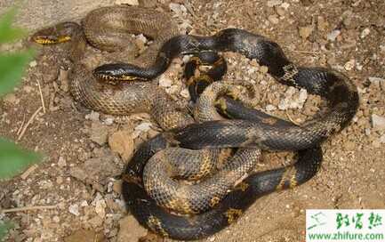 2015養(yǎng)蛇賺錢嗎？2015養(yǎng)蛇前景及市場(chǎng)價(jià)格分析