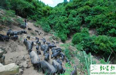 2015養(yǎng)殖業(yè)前景分析，2015養(yǎng)殖什么最賺錢(qián)