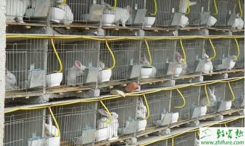 2015決定回農(nóng)村創(chuàng)業(yè)？6個易成功養(yǎng)殖項目推薦