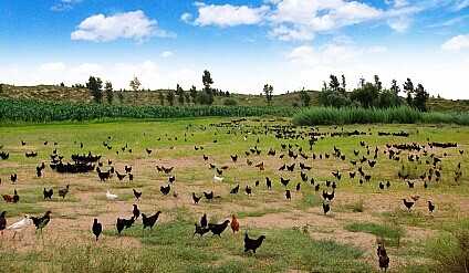 2015養(yǎng)殖業(yè)發(fā)展前景狀況分析預(yù)測(cè)