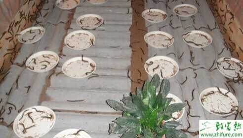 2015養(yǎng)蜈蚣賺錢嗎？2015蜈蚣養(yǎng)殖前景及市場價格分析