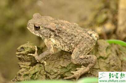 2015養蟾蜍賺錢嗎？2015蟾蜍養殖前景及市場價格分析