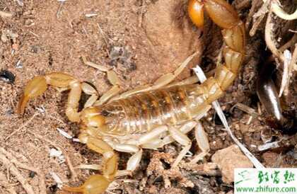 2015養蝎子賺錢嗎？2015蝎子養殖前景及市場價格分析