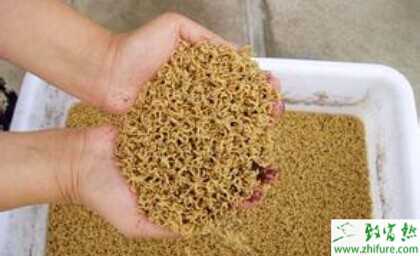 2015養蠅蛆賺錢嗎？2015蠅蛆養殖前景及市場價格分析