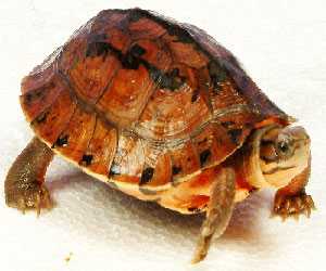 金錢龜養(yǎng)殖