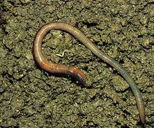 蚯蚓養殖