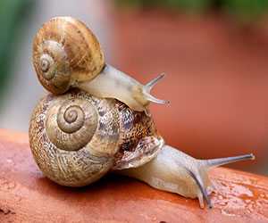 蝸牛養殖