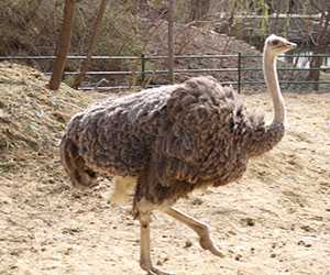 鴕鳥養(yǎng)殖