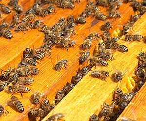 養(yǎng)蜂