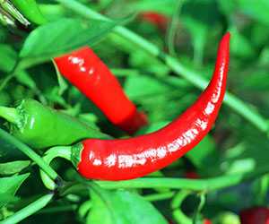 辣椒