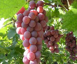葡萄