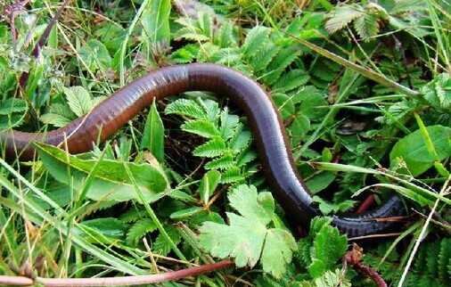 用什么養(yǎng)蚯蚓長得快
