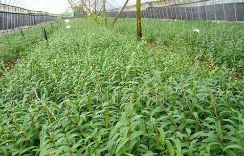 鐵皮石斛種植成本