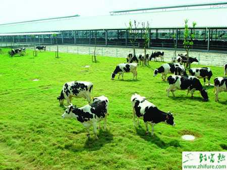 最新2012養(yǎng)殖業(yè)致富項目匯總