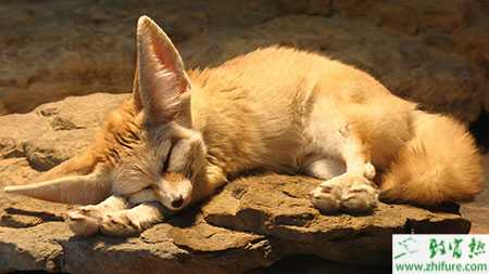 狐貍腦脊髓炎疾病的診斷與治療方案