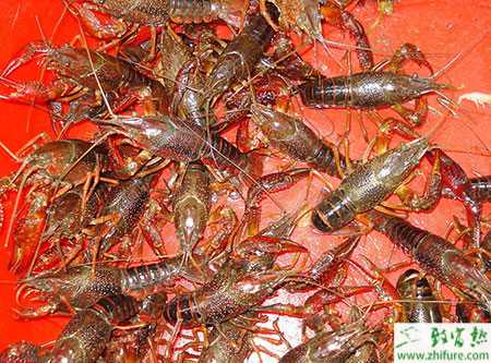 小龍蝦放養方法及注意事項