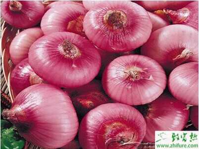 洋蔥特征資料介紹