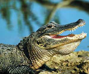 鱷魚養(yǎng)殖