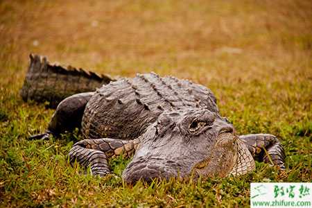 鱷魚生態(tài)生態(tài)養(yǎng)殖方法