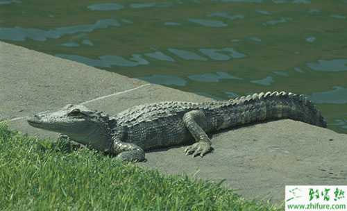 2014養鱷魚賺錢嗎？