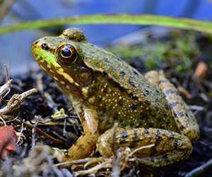 青蛙養(yǎng)殖