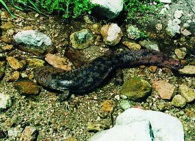 冷門高利潤農村養殖項目推薦