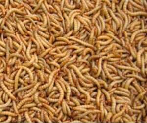 黃粉蟲養(yǎng)殖