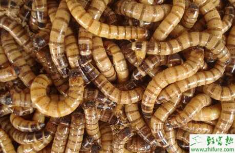 黃粉蟲養殖前景分析