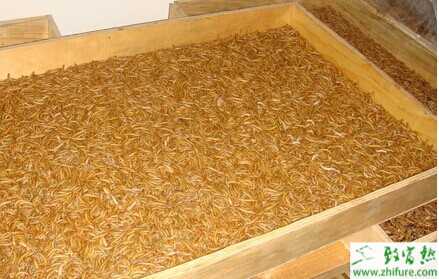 最新科學黃粉蟲養殖技術