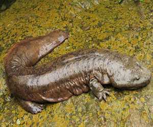 娃娃魚、大鯢養殖